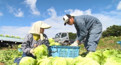 ワガママ聞いて！大徳さん　レタス篇