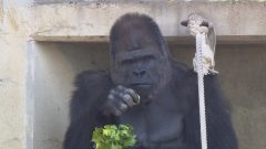 愛知が誇る２大動物園 大注目アニマル！