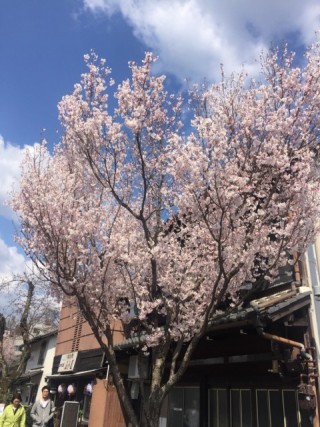 桜３