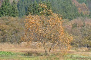 2014_11_08秋田内陸縦貫鉄道_49