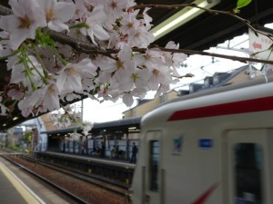 2016_04_05 桜駅の桜_12