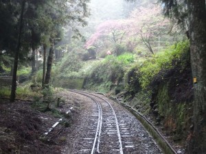 2016_03_22 阿里山森林鉄道_157