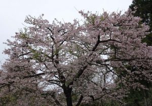 2016_03_22 阿里山森林鉄道_176