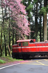 2016_03_22 阿里山森林鉄道_175