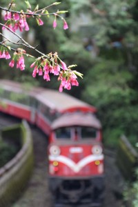 2016_03_22 阿里山森林鉄道_174