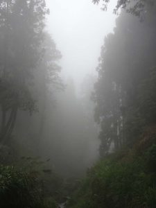 2016_03_22 阿里山森林鉄道_181